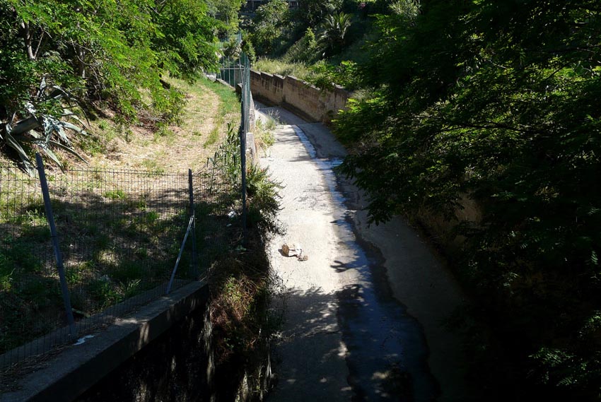 Rio Salivoli (Piombino) - rospi smeraldini in citt!